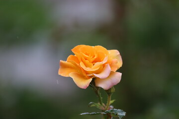 Close Up of Buff Beauty Rose with Peach Cream Blooms