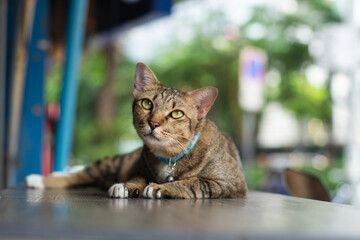 タイバンコクで見つけた猫