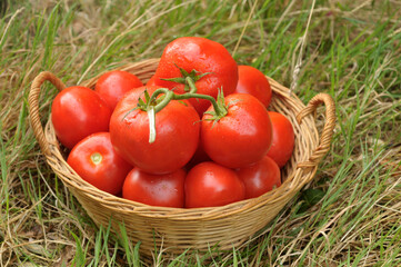Corbeille en osier de tomates bio fraîches posée dans l'herbe