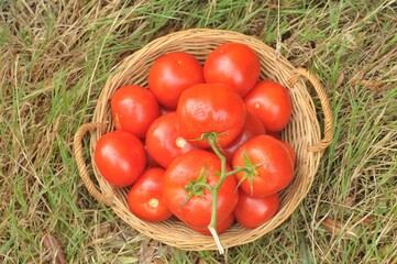 Corbeille en osier de tomates bio fraîches posée dans l'herbe vue de dessus