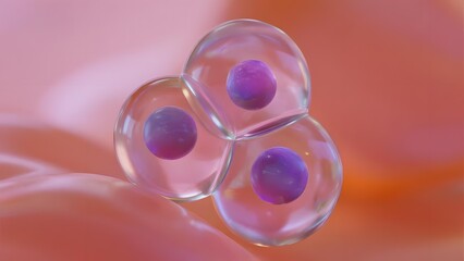 Cell Division: Early Stages of Embryonic Development