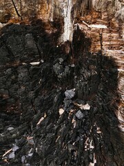 Charred and Burnt Wood Texture Inside a Tree Stump