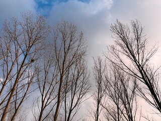 Silhouette of Bare Trees Against a Moody Winter Sky