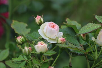 Hybrid English Roses with Large Double Blooms