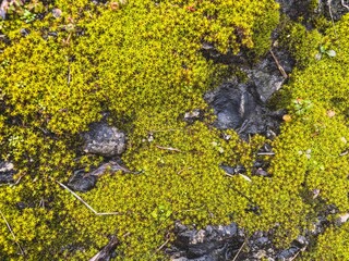 Natural Carpet of Yellow Star Moss