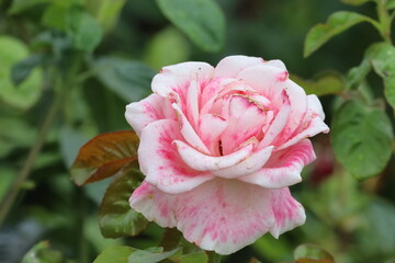 Close-Up of Japanese Camellia Flower in Bloom