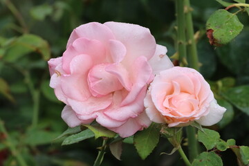 Pink Bonica 82 rose flower with water droplets after rain
