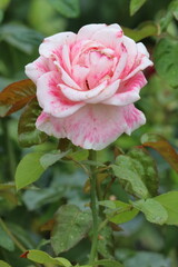 Close-Up of Japanese Camellia Flower in Bloom