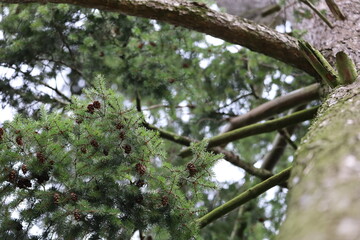 Close up of fir tree branch with cones and green needles in natural forest environment