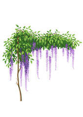 Wisteria Tree with Cascading Purple Flowers