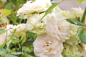 Close up of white roses with water drops after rain