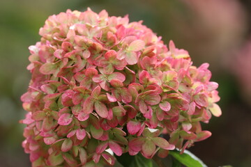 Close up of Hydrangea aspera Grandiflora with water drops