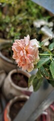 pink rose in a pot