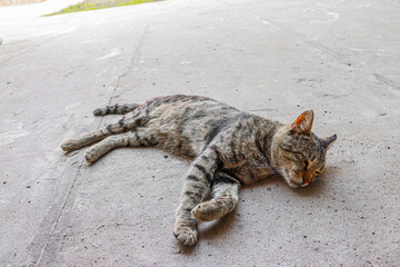 Obraz premium Cat
