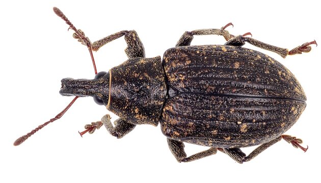 High-angle, detailed view of a dark-colored weevil insect with intricate markings and articulated legs, isolated on a white background.