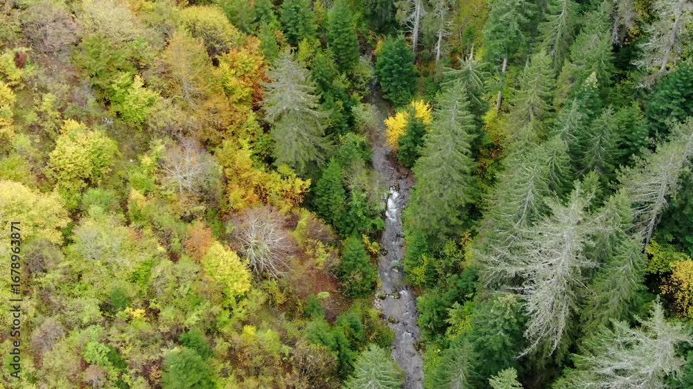 Poster an overhead view shows a waterway cutting through a mixed forest with varied tree colors indicating 
