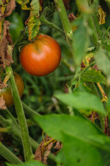 A single ripe red tomato on the vine in a vegetable garden The Joy of Homegrown Food