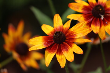 Close up of Rudbeckia flowers with raindrops