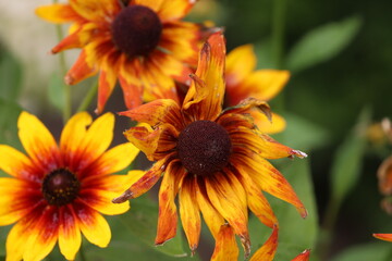 Close up of Rudbeckia flowers with raindrops
