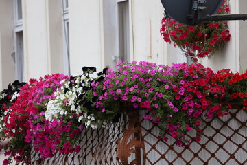 Residential Building Balcony Decorated with Flowers