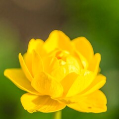 Obraz premium Vibrant yellow flower close-up