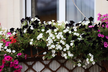 Residential Building Balcony Decorated with Flowers