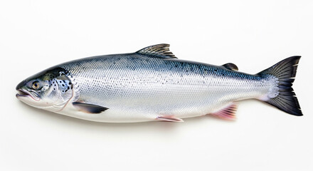 Naklejka premium A fresh, raw salmon is captured in a high-quality studio photograph, isolated on a clean white background. The image is bright and clear, highlighting the fish's sleek