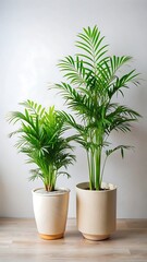 Fototapeta premium Two Parlor Palm Plants in Beige Pots on Wooden Floor Against White Wall