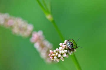 southern green shield bug in summer in Germany