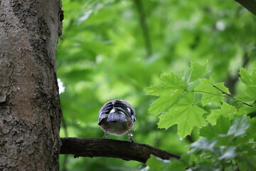 Eurasian Jay Bird Sitting on Tree