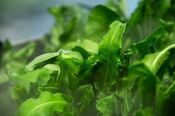 Fresh green spinach leaf in shallow depth of field and mist of sprayed water from humidifier....