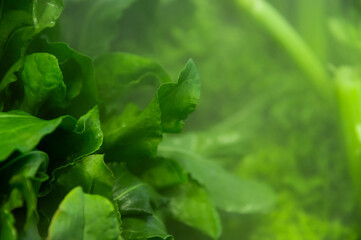 Fresh green spinach leaf in shallow depth of field and mist of sprayed water from humidifier....