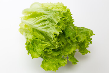 リーフレタス　白バック