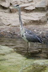 Vertical image of a majestic grey heron (Ardea cinerea) standing patiently on the riverbank,...