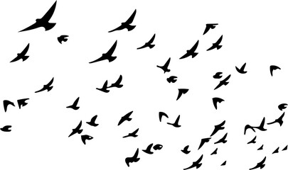 Dynamic flock of birds soaring freely, evoking peace and nature's beauty, perfect for inspirational designs