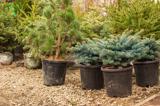 Thuja and spruce seedlings are on sale, boxwood in pots for plan