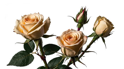 Elegant Rose Bloom: A captivating close-up of delicate roses reveals their intricate layers, exuding timeless beauty and serene elegance.