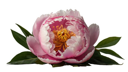 Pink Peony's Blooming Grace: A close-up shot unveils the exquisite beauty of a single, blossoming pink peony flower, with delicate petals and a vibrant heart, complemented by lush green foliage. 