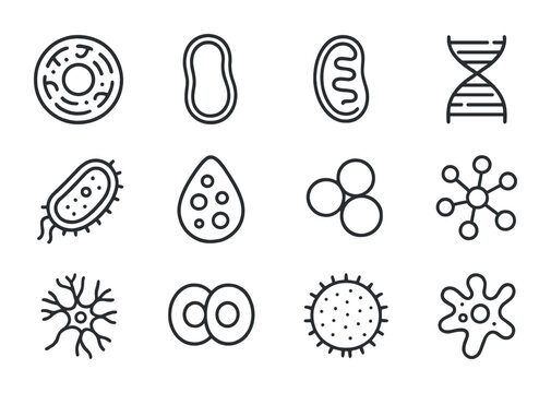 Cell Structure Icons. Outline icon set of cell structures: nucleus core, membrane outline, mitochondria shape,