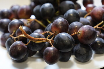 Fototapeta premium Muscat Hamburg Grapes Close-up on the Vine