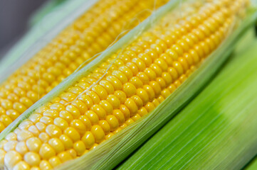 Close up of fresh corn cobs in leaves, lying in a pile after harvest. Juicy summer raw corn