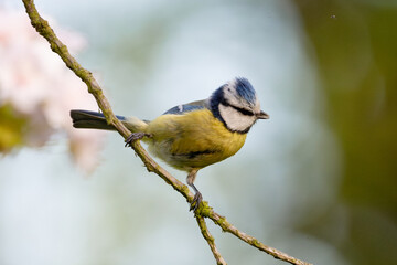 Eurasian Blue Tit Perched On Blooming Tree Branch With Blurred Background