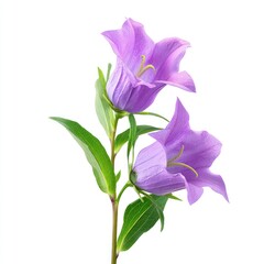 Two vibrant purple bell flowers on a stem