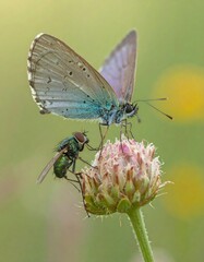 Obraz premium A close-up view of a vibrant butterfly and a fly perched on a delicate flower bud, showcasing the intricate details and soft pastel colors of nature.