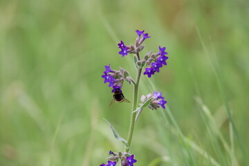 Medicinal Vetch with Bumblebee Close-Up
