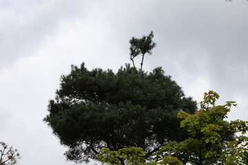 Close-Up of Pine Tree Crown Against Cloudy Sky