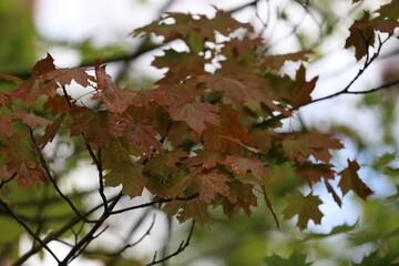 Autumn maple leaves on tree closeup