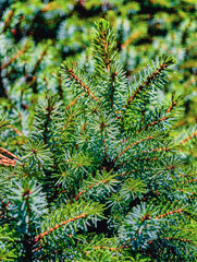 Spruce Tree Evergreen Branches - Blue Green Conifer Needles in Forest Closeup Against Nature...