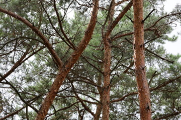 Pine tree crowns against cloudy sky at forty five degree angle