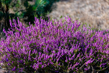 Obraz premium Selective focus bush of wild purple flowers Calluna vulgaris (heath, heide, ling or simply heather) is the sole species in the genus Calluna in the flowering plant family Ericaceae, Natural background